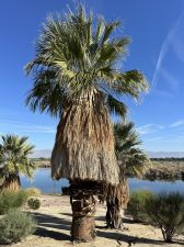 SilverRock Palm Tree